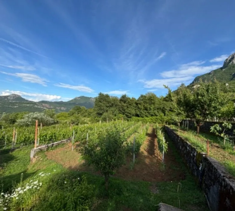 house with vineyard montenegro, winery for sale bar, virpazar property for sale, montenegro wine estate, 200m2 house large plot, vineyard 1300 vines drip irrigation,montenegro winery,winery for sale in montenegro, violet investment