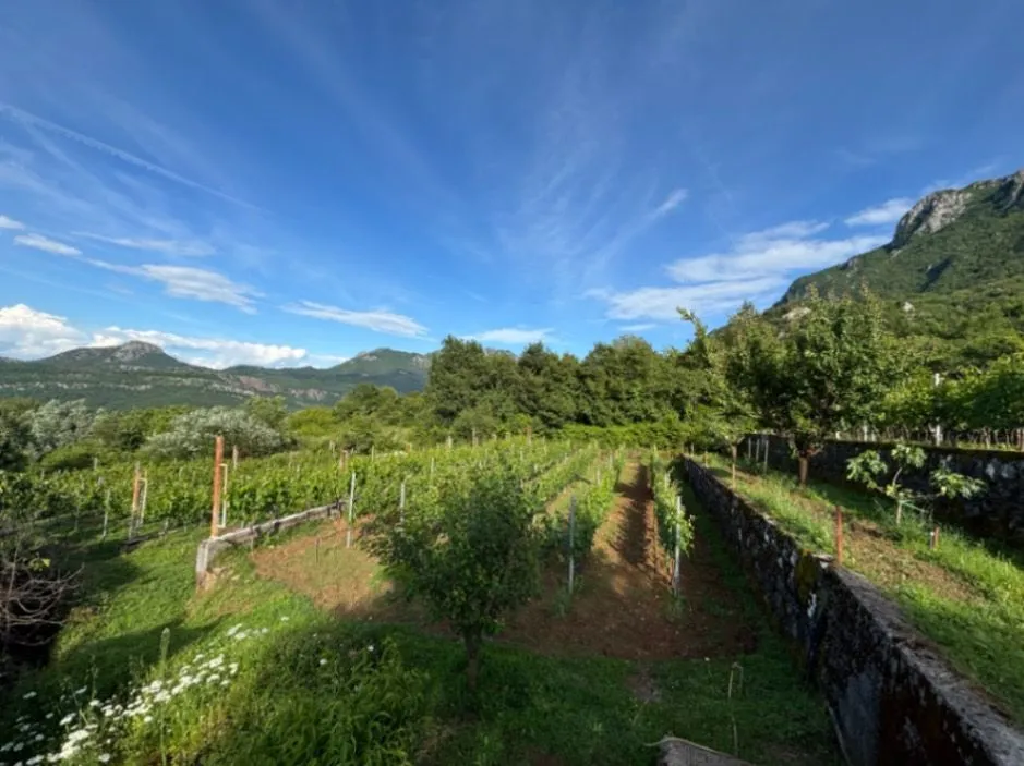 house with vineyard montenegro, winery for sale bar, virpazar property for sale, montenegro wine estate, 200m2 house large plot, vineyard 1300 vines drip irrigation,montenegro winery,winery for sale in montenegro, violet investment