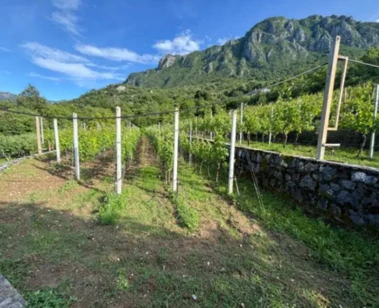 house with vineyard montenegro, winery for sale bar, virpazar property for sale, montenegro wine estate, 200m2 house large plot, vineyard 1300 vines drip irrigation,montenegro winery,winery for sale in montenegro, violet investment