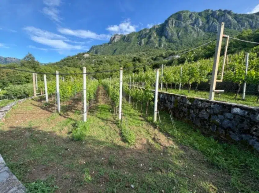 house with vineyard montenegro, winery for sale bar, virpazar property for sale, montenegro wine estate, 200m2 house large plot, vineyard 1300 vines drip irrigation,montenegro winery,winery for sale in montenegro, violet investment
