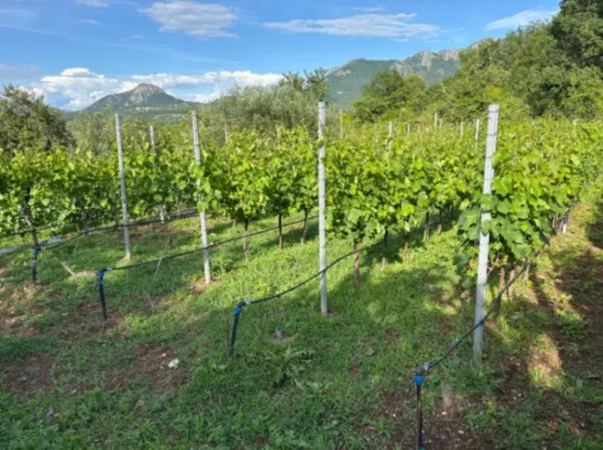 house with vineyard montenegro, winery for sale bar, virpazar property for sale, montenegro wine estate, 200m2 house large plot, vineyard 1300 vines drip irrigation,montenegro winery,winery for sale in montenegro, violet investment