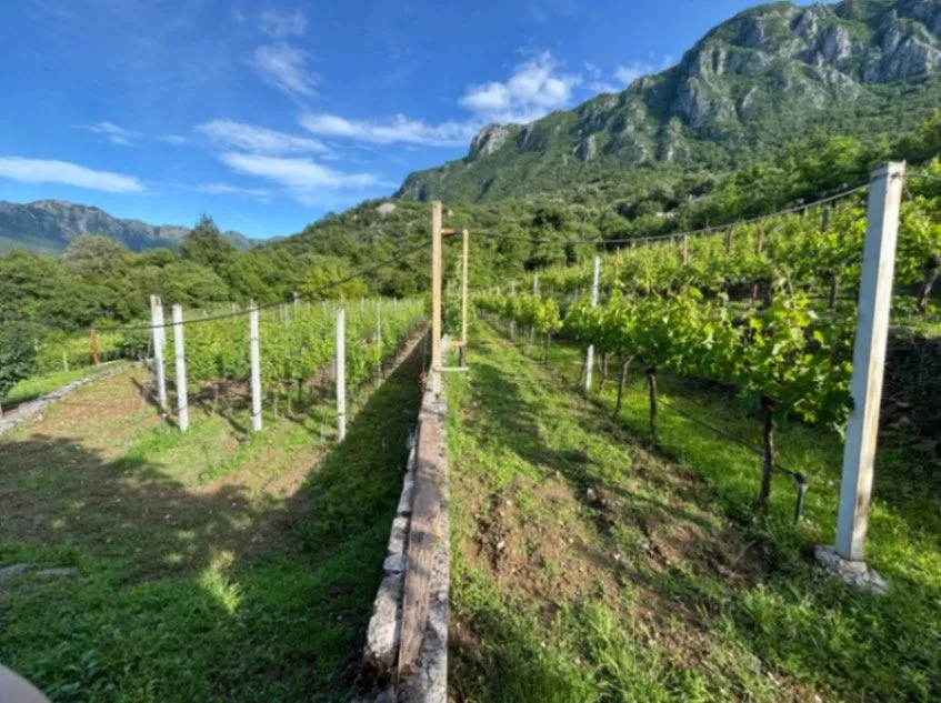 house with vineyard montenegro, winery for sale bar, virpazar property for sale, montenegro wine estate, 200m2 house large plot, vineyard 1300 vines drip irrigation,montenegro winery,winery for sale in montenegro, violet investment