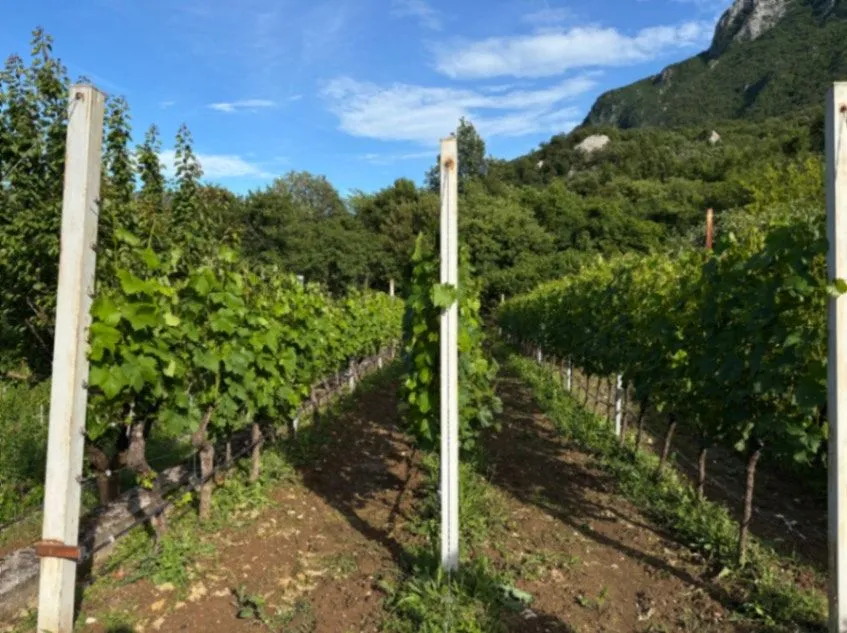 house with vineyard montenegro, winery for sale bar, virpazar property for sale, montenegro wine estate, 200m2 house large plot, vineyard 1300 vines drip irrigation,montenegro winery,winery for sale in montenegro, violet investment