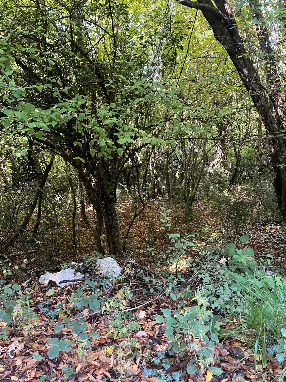 agricultural land for sale Podgorica, land for sale Spuz, land 47894m2 Podgorica, agricultural land Montenegro, land near Podgorica, investment land Montenegro, farmland for sale Montenegro, rural land Podgorica surroundings, land for house or farming, cheap land Montenegro, real estate land Podgorica, violet investment